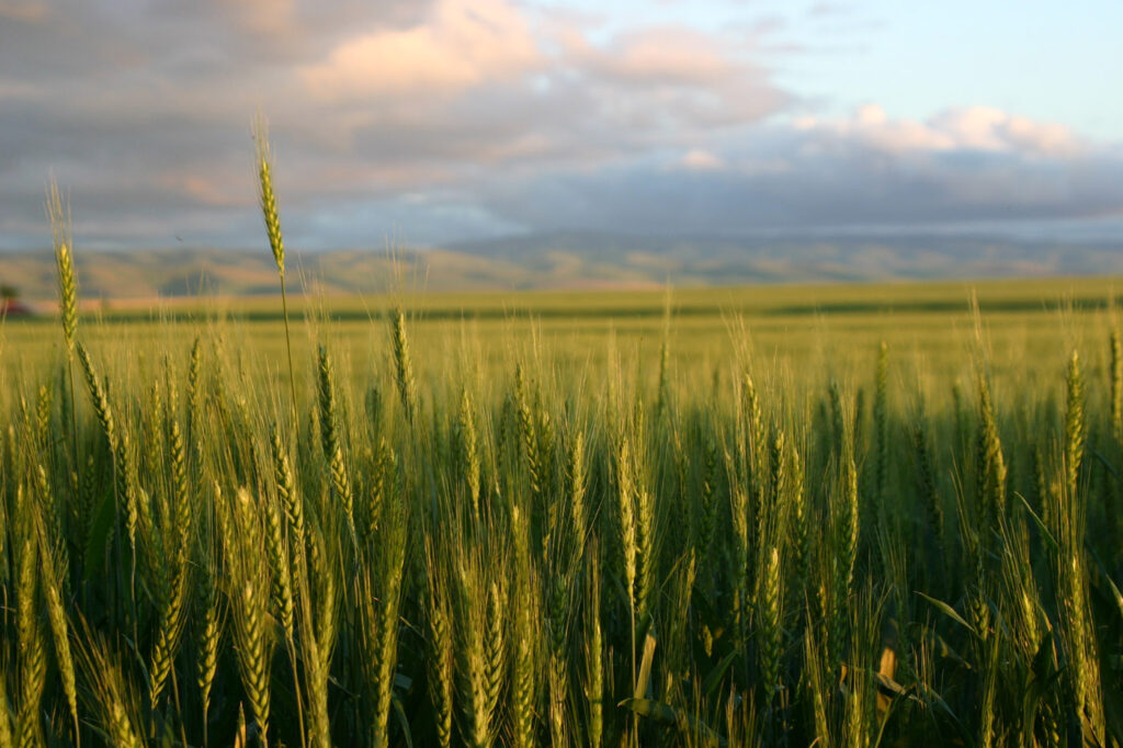 The Wildhorse Foundation landscape